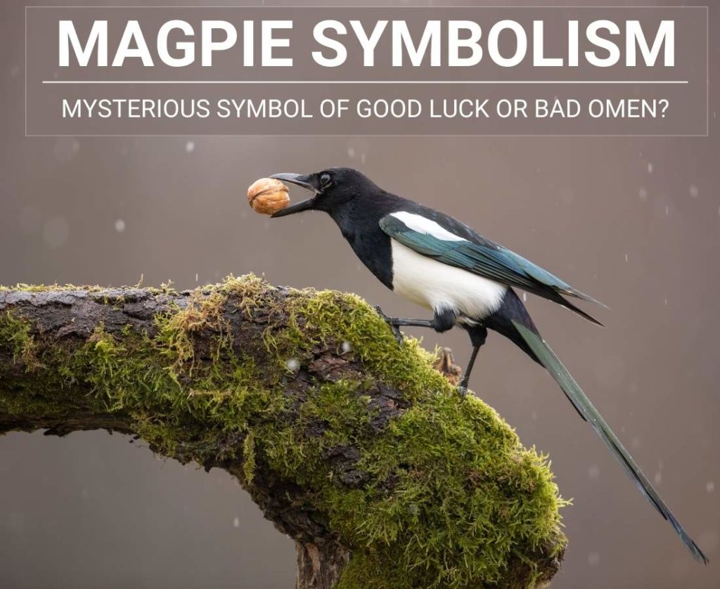 magpie-symbolism-symbol-of-good-luck-or-bad-omen