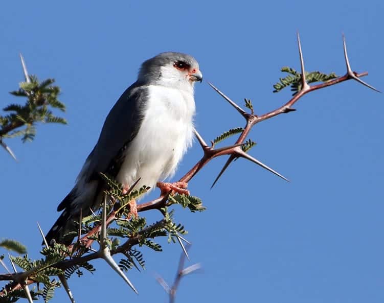 Pygmy Falcon