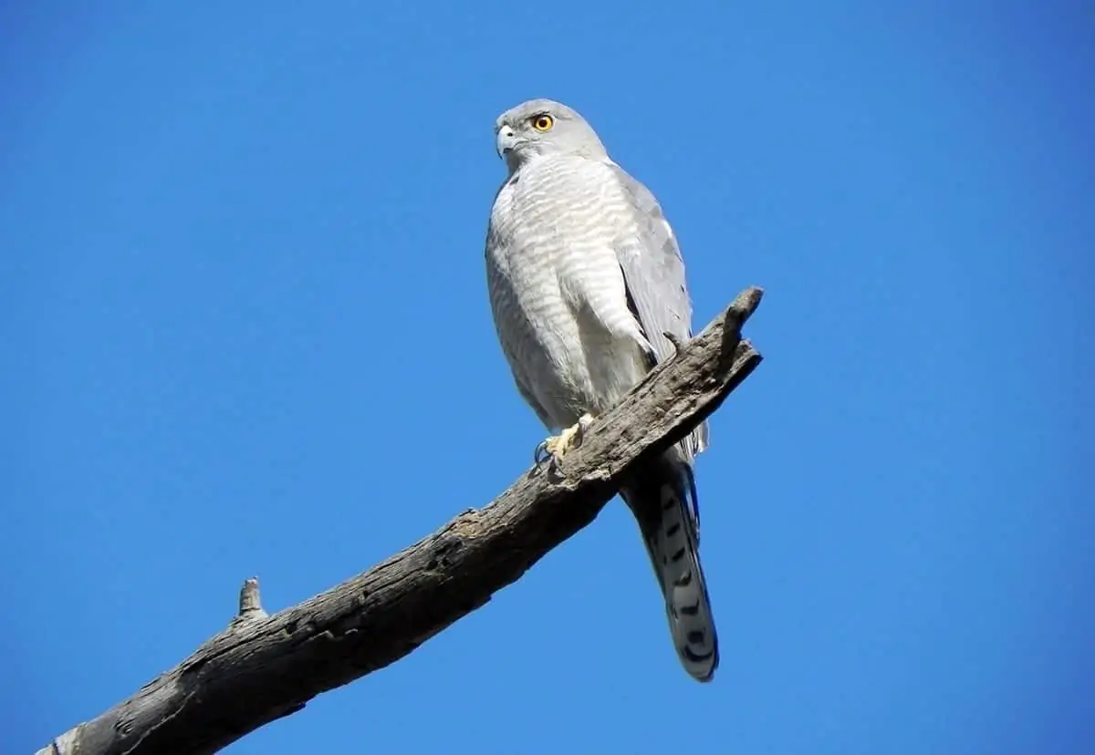 small birds of prey