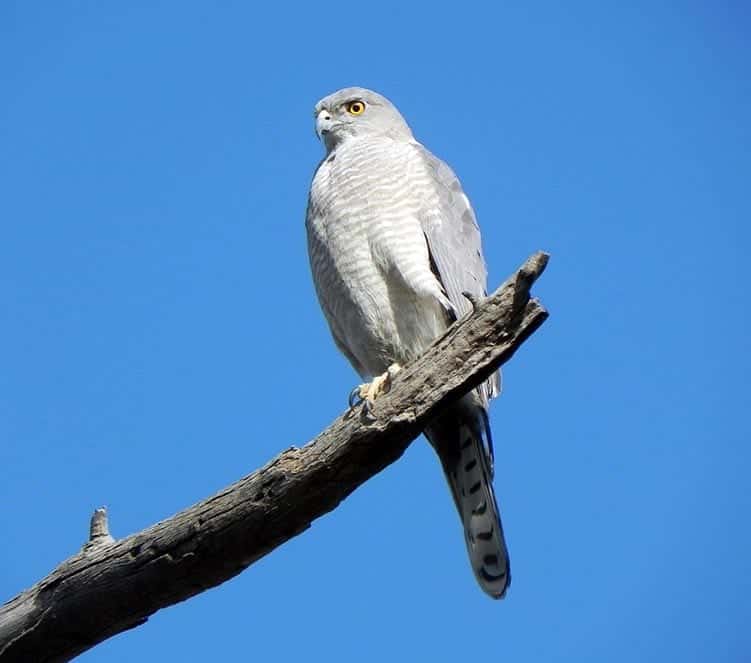 Shikra - small birds of prey