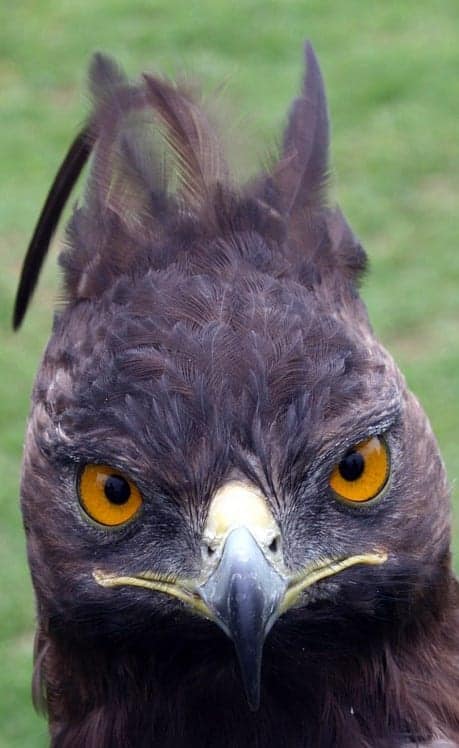 Crowned Eagle bird vision