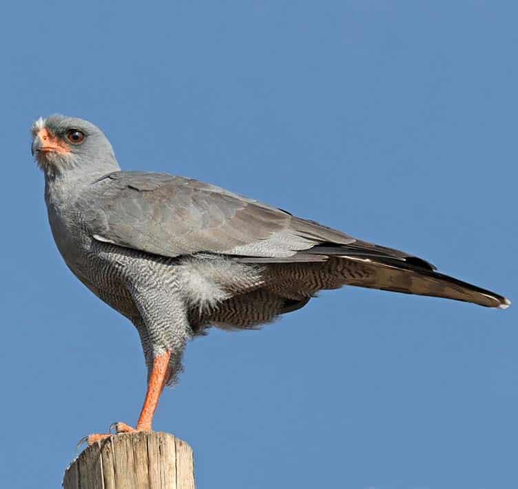 Africa Birds of prey Eastern Chanting Goshawk