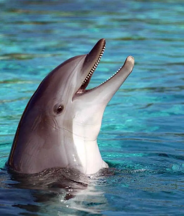 dolphin love symbol