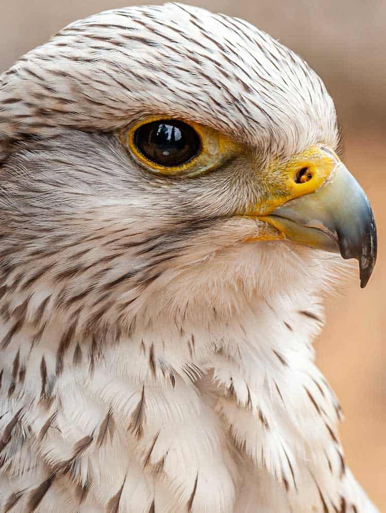 hawk eyed bird vision