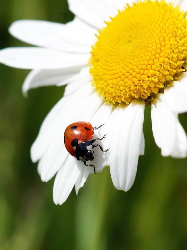 Ladybug love symbol