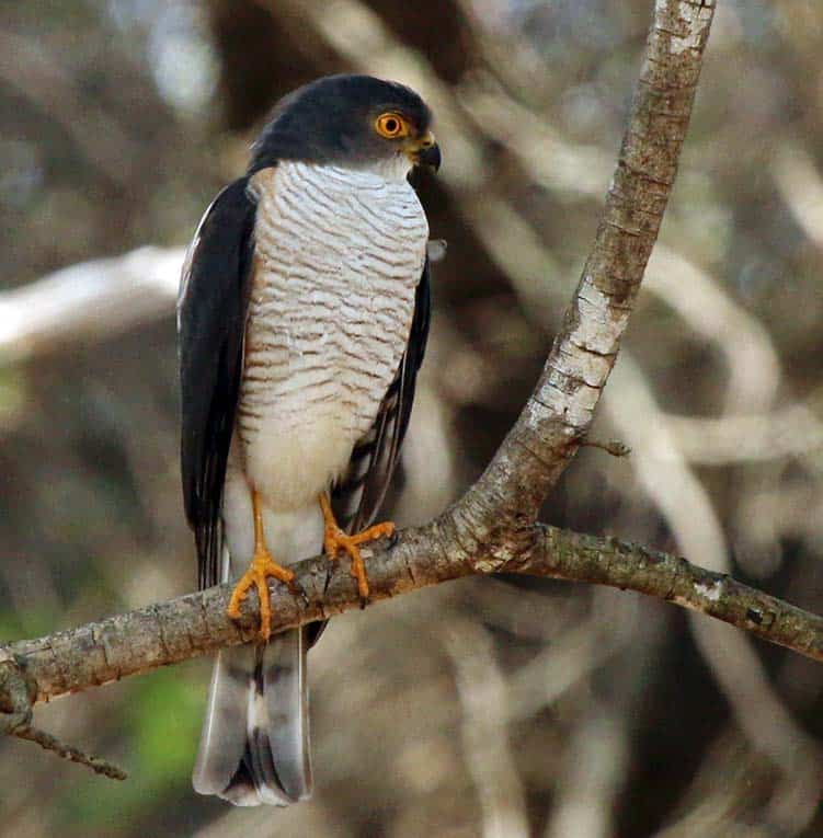 small-birds-of-prey-uncovering-nature-s-tiny-raptors