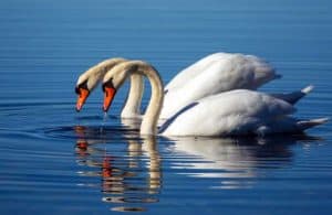 swans