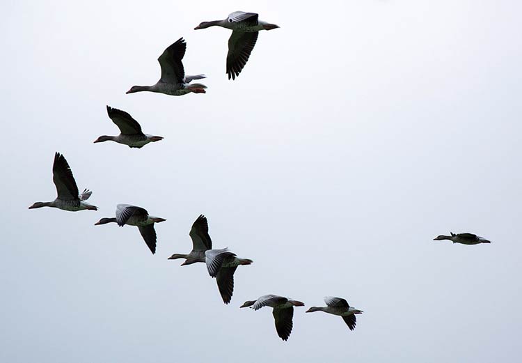 Flock Of Geese Meaning