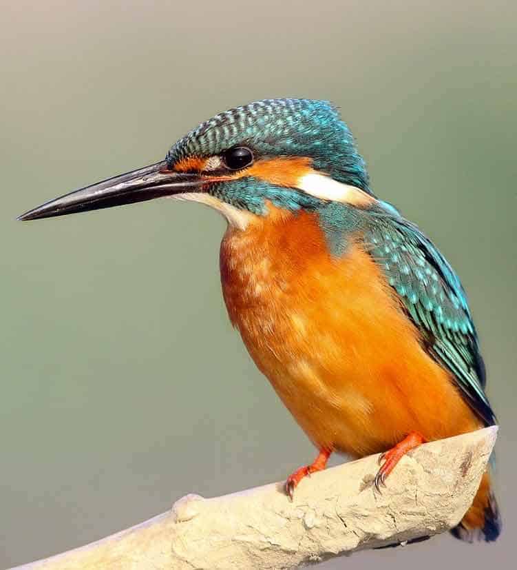 Spirit Animal Kingfisher