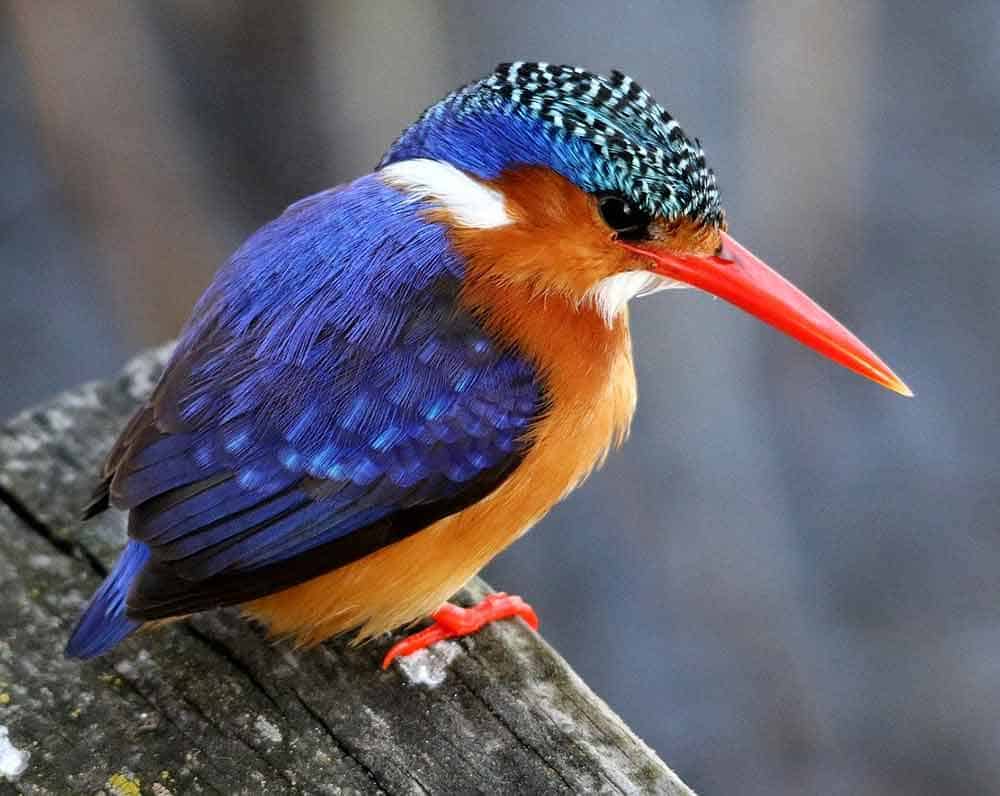 Kingfisher Symbolism Discovering The Hidden Meaning Of This Regal Bird