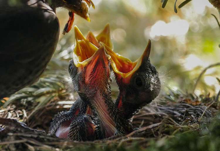 Baby birds in Nest