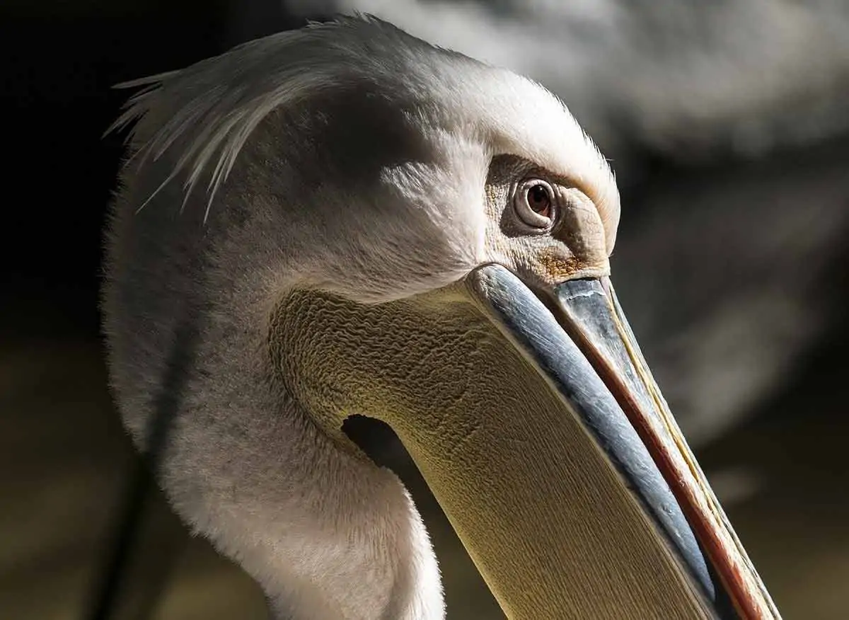 pelican symbolism