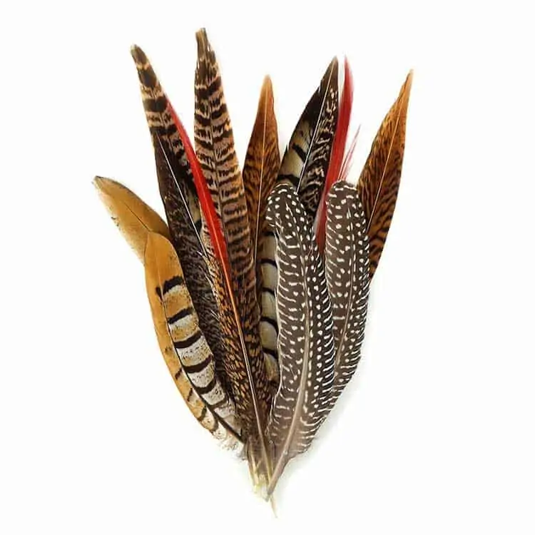 Meaning of the Pheasant Feather