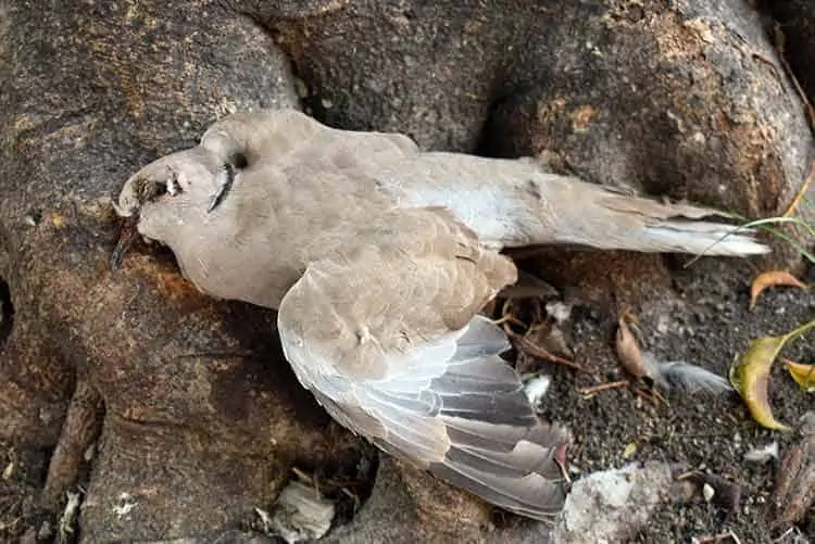 Dead Pigeon in the garden