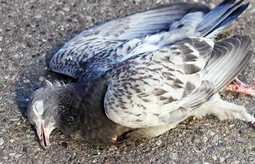 dead-pigeon-meaning-what-does-it-mean-when-you-see-one