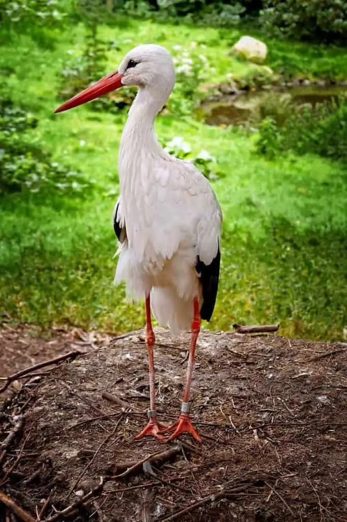 Symbolic Meaning Of A Stork Bird