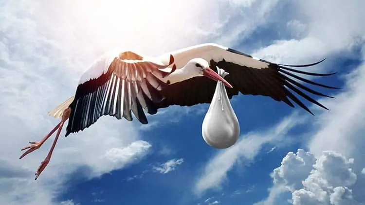 Stork is bird that delivers babies