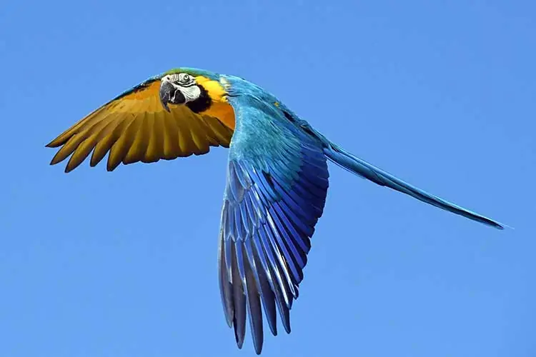 Parrot flying symbolism