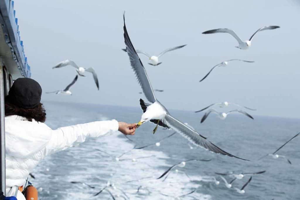 seagull-symbolism-the-full-guide-to-the-spiritual-meaning-the-full-guide-to-the-seagull-meaning