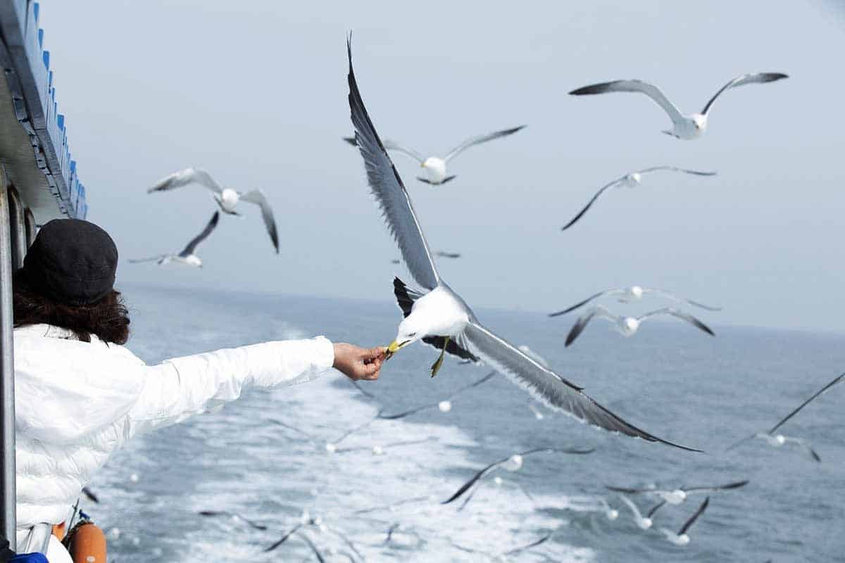 seagull-symbolism-the-full-guide-to-the-spiritual-meaning-the-full