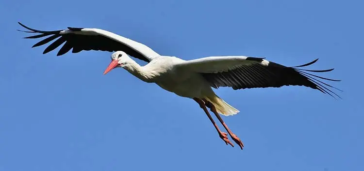 Spirit Animal Stork