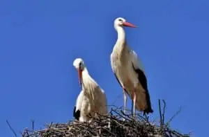 stork symbolism