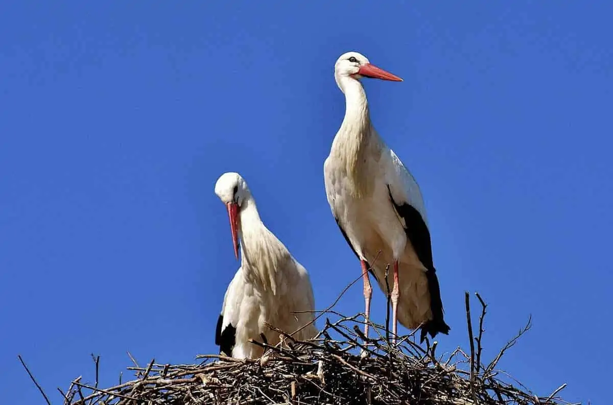 stork symbolism