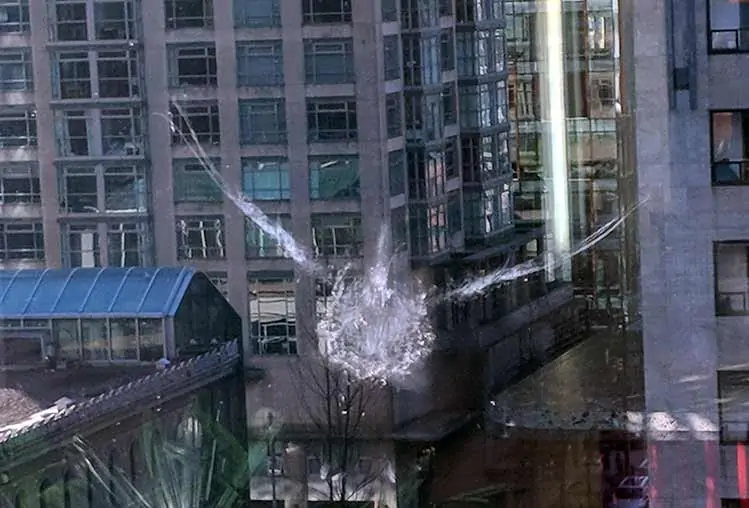 Bird hitting window