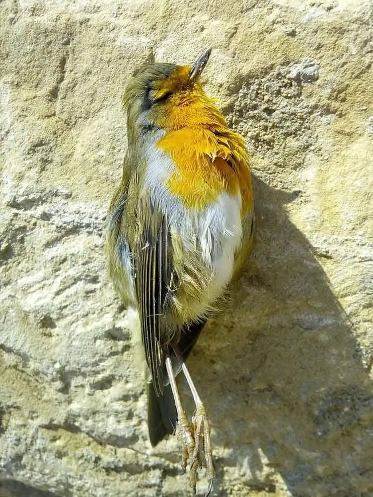 dead bird in a yard symbolism