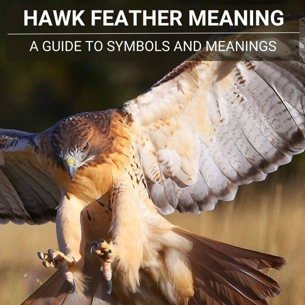 hawk-feather-meaning-symbolism-and-spiritual-connection