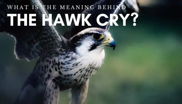 Hawk cry meaning