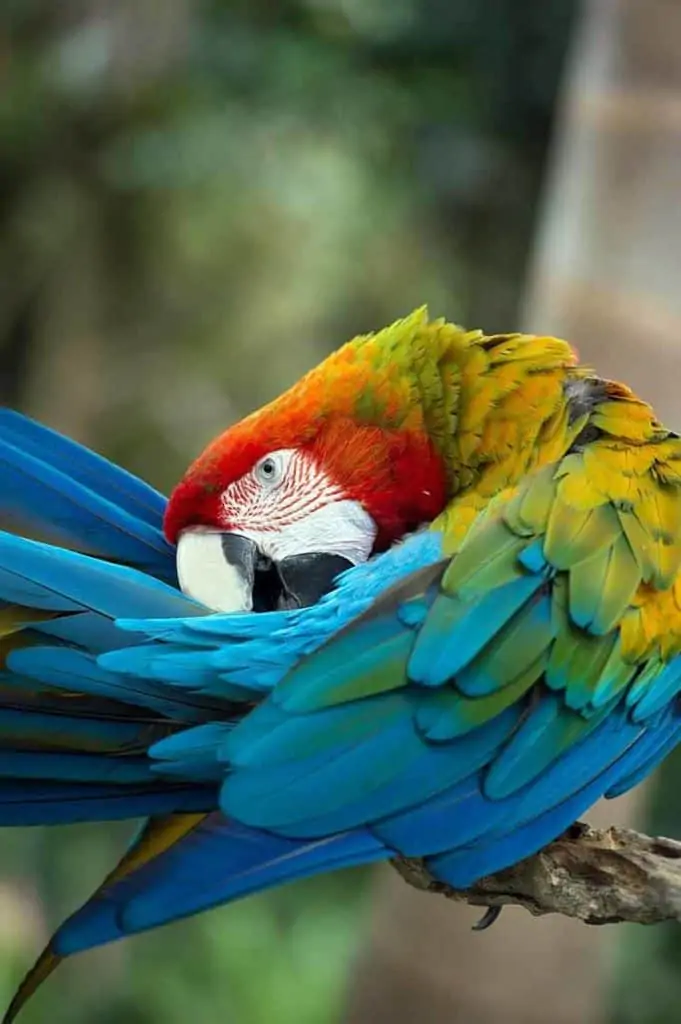 Parrot Feather meaning