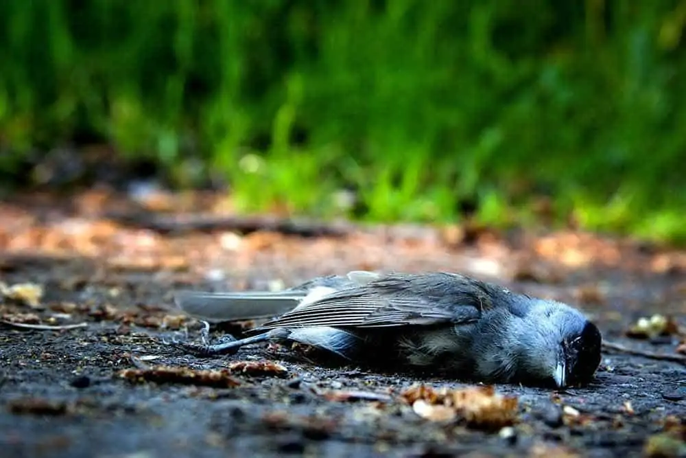 What is the meaning of dead bird in yard