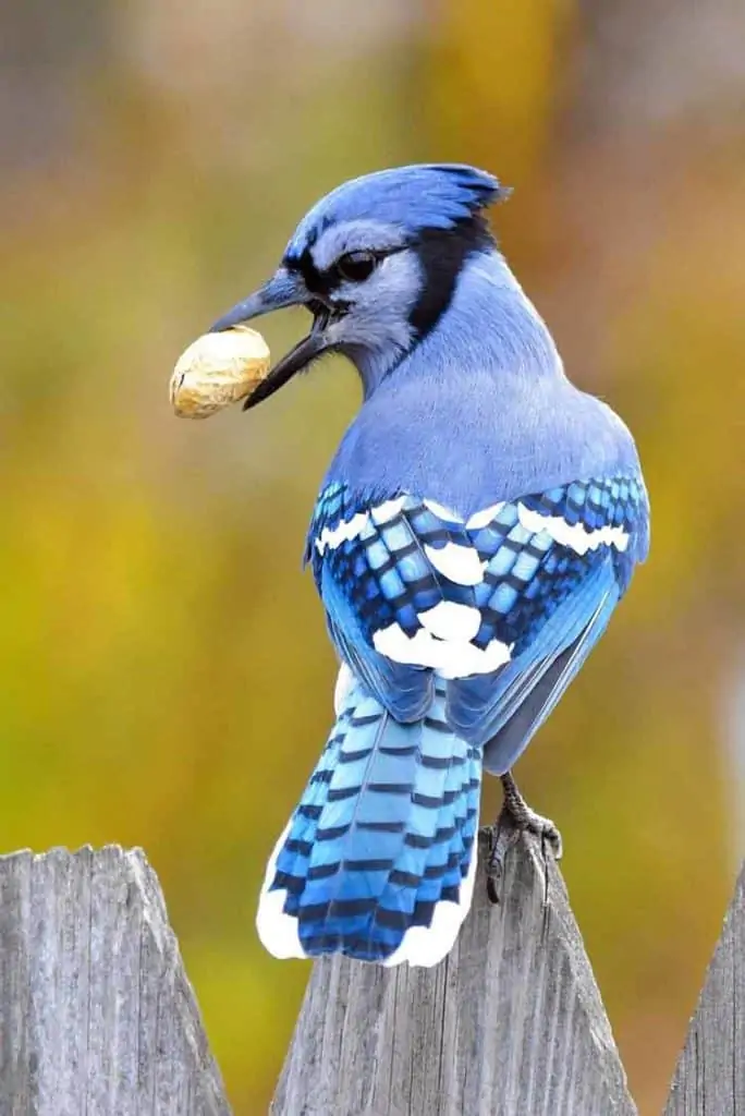 blue-jay-meaning native american culture