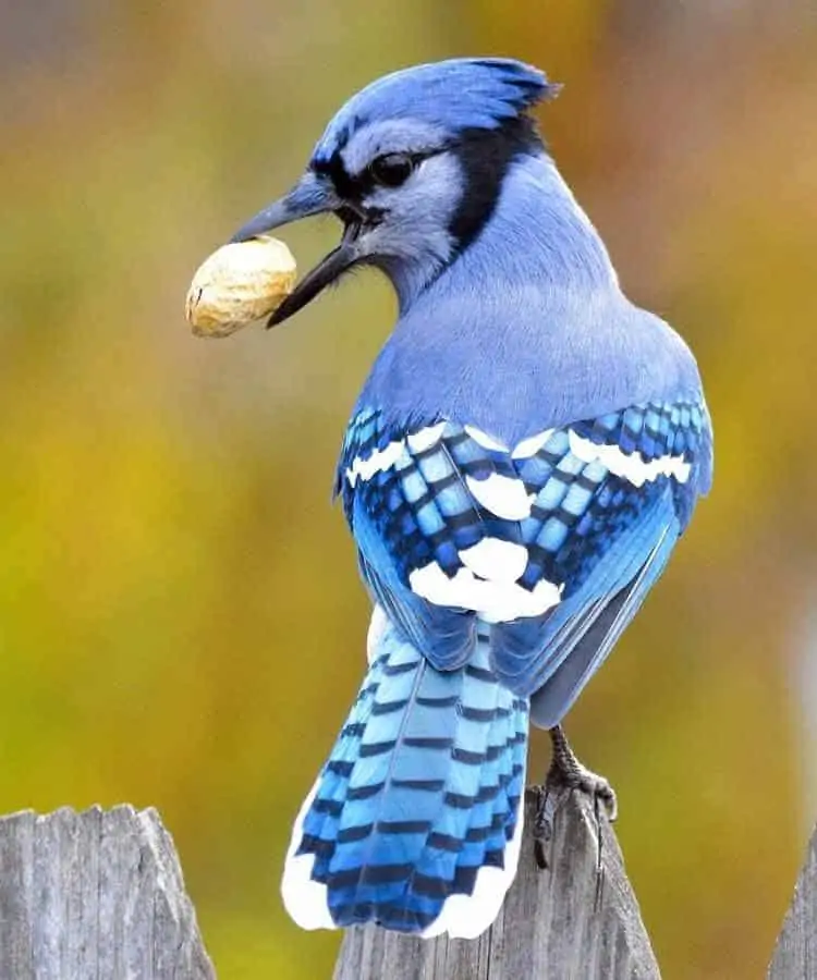 blue jay symbolism Blue Jay Symbolism: Spiritual and Biblical Meaning