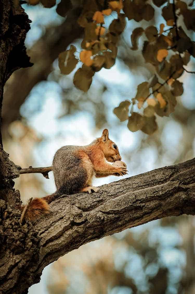 squirrel-symbolism-deep-insights-from-a-forest-favorite