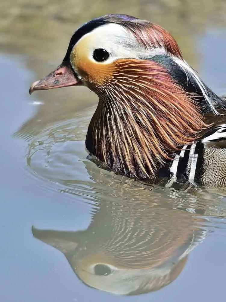 duck symbolic meaning