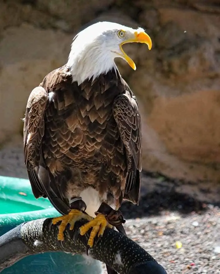 Eagle Feather meaning cultures