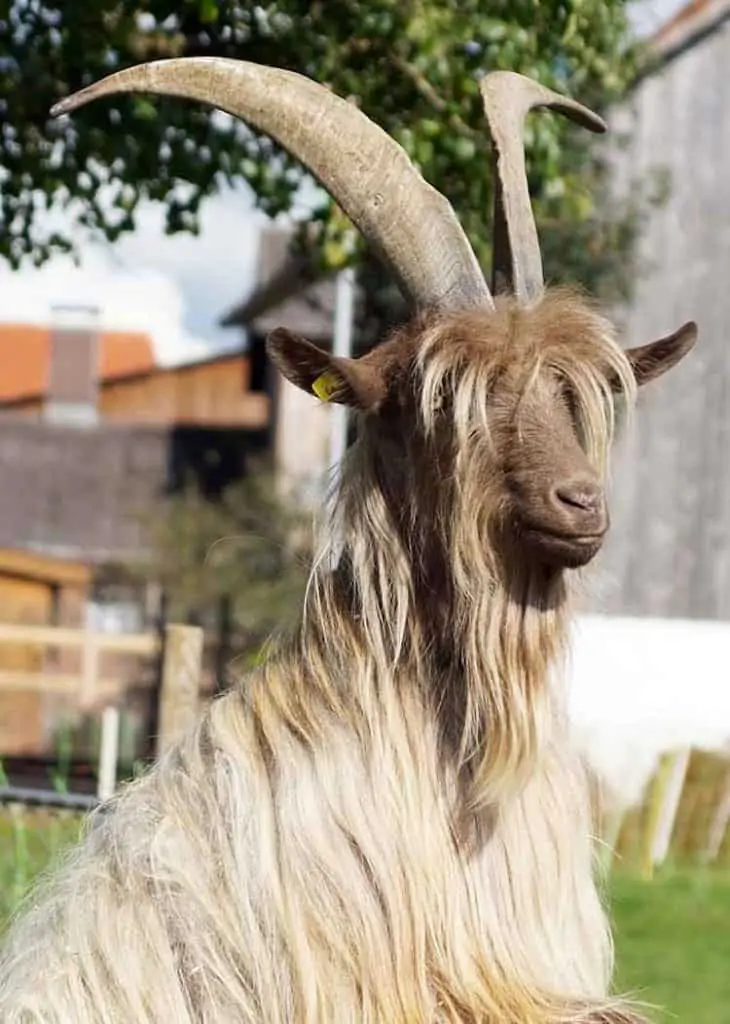 goat in dreams