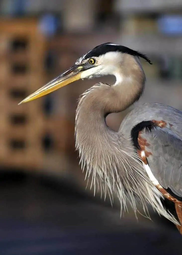 heron totem animal