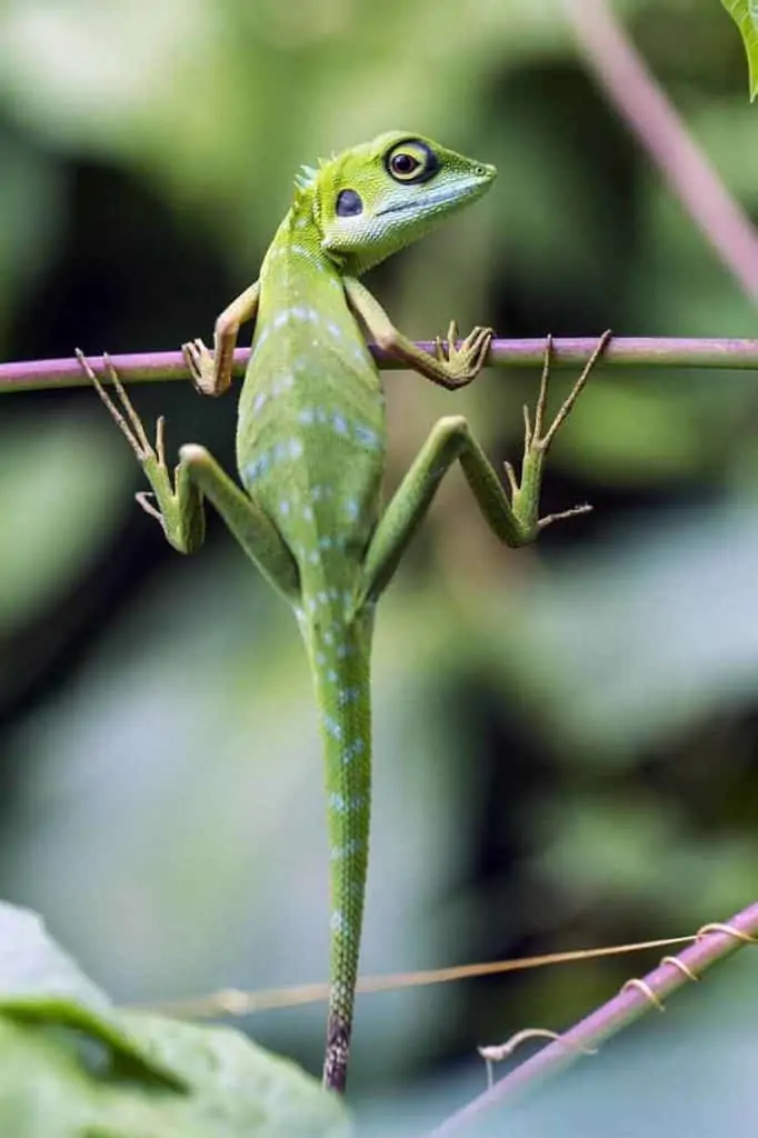 Lizard Spiritual Helper