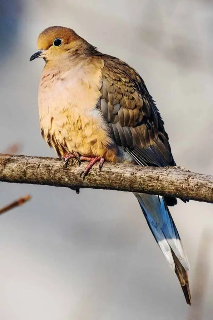 mourning dove call