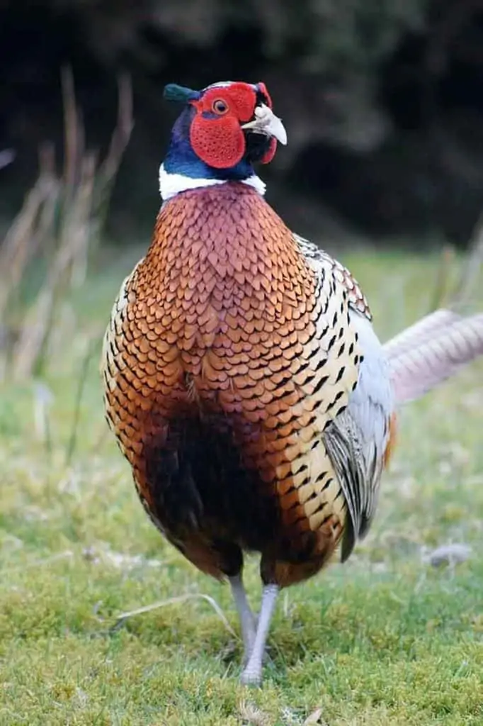 Pheasant good luck