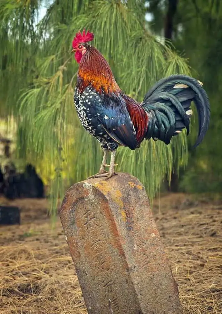 roosters are sign of good luck