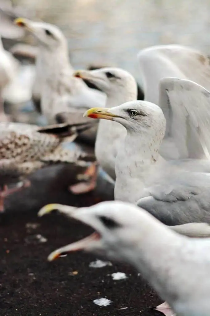 seagull spiritual meaning