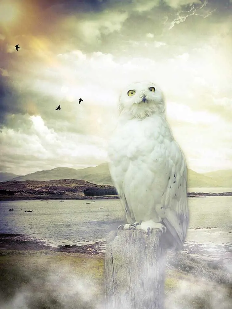 white owl spiritual meaning