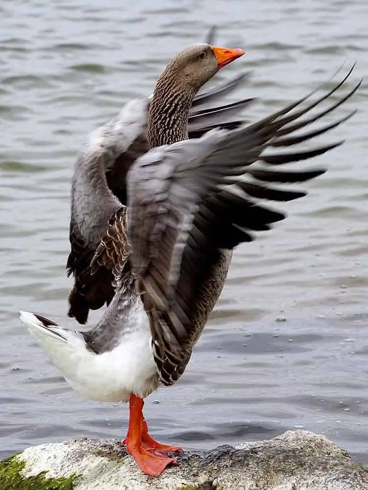 wild-goose-animal totem