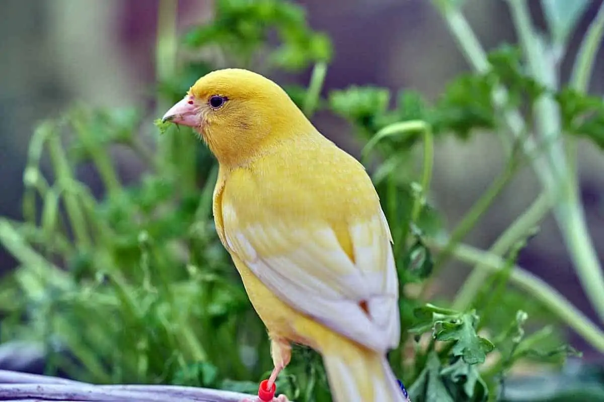 canary symbolism