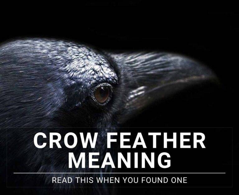 crow-feather-meaning-read-this-when-you-found-one