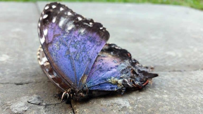 butterfly-meaning-in-love-transformation-and-growth-in-relationships